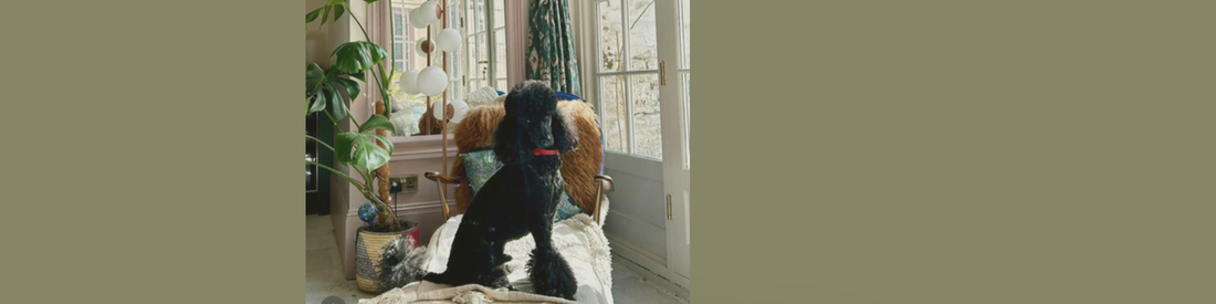 The Creative Eclectic Home Of Zac & Connor (& Dallas the Poodle!)